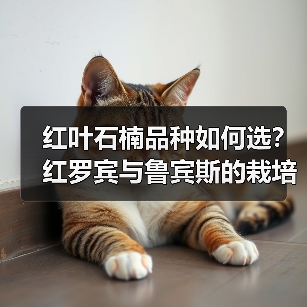 红叶石楠品种如何选?红罗宾与鲁宾斯的栽培差异(图4) 红叶石楠品种如何选?红罗宾与鲁宾斯的栽培差异(图4)
