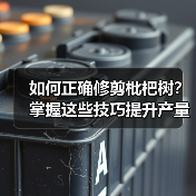 如何正确修剪枇杷树?掌握这些技巧提升产量(图2) 如何正确修剪枇杷树?掌握这些技巧提升产量(图2)