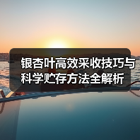 银杏叶高效采收技巧与科学贮存方法全解析（图3）