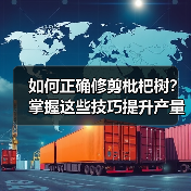 如何正确修剪枇杷树?掌握这些技巧提升产量(图3) 如何正确修剪枇杷树?掌握这些技巧提升产量(图3)