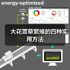 大花萱草繁殖的四种实用方法（图2）