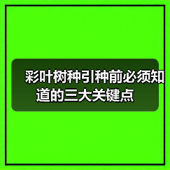 彩叶树种引种前必须知道的三大关键点（图1）