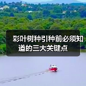 彩叶树种引种前必须知道的三大关键点（图3）
