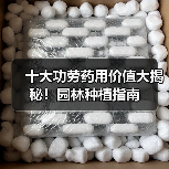 十大功劳药用价值大揭秘！园林种植指南（图4）