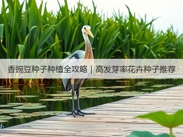 香豌豆种子种植全攻略｜高发芽率花卉种子推荐