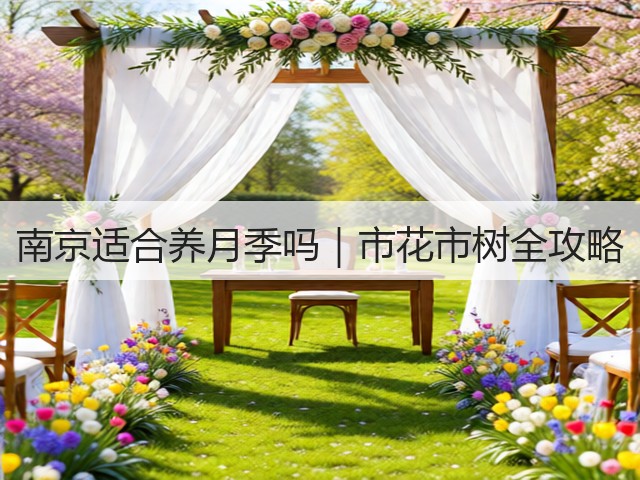 南京适合养月季吗|市花市树全攻略 南京适合养月季吗|市花市树全攻略