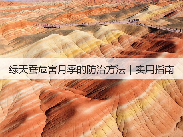 绿天蚕危害月季的防治方法|实用指南 绿天蚕危害月季的防治方法|实用指南
