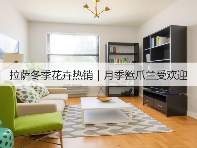 拉萨冬季花卉热销|月季蟹爪兰受欢迎 拉萨冬季花卉热销|月季蟹爪兰受欢迎