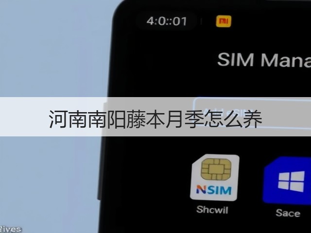 河南南阳藤本月季怎么养 河南南阳藤本月季怎么养