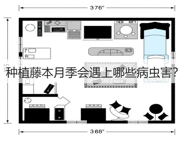 种植藤本月季会遇上哪些病虫害? 种植藤本月季会遇上哪些病虫害?