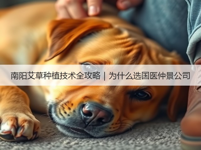 南阳艾草种植技术全攻略|为什么选国医仲景公司 南阳艾草种植技术全攻略|为什么选国医仲景公司