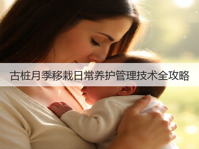 古桩月季移栽日常养护管理技术全攻略 古桩月季移栽日常养护管理技术全攻略