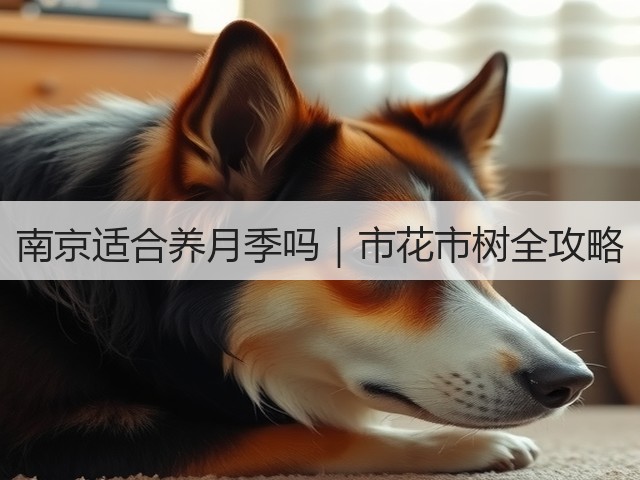 南京适合养月季吗|市花市树全攻略 南京适合养月季吗|市花市树全攻略
