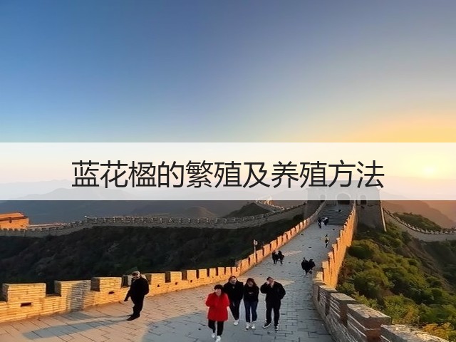 蓝花楹的繁殖及养殖方法 蓝花楹的繁殖及养殖方法