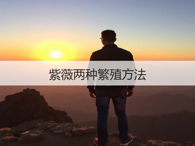 紫薇两种繁殖方法