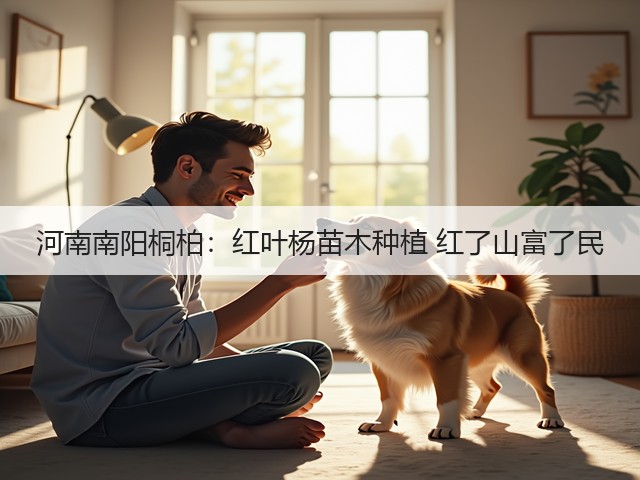 河南南阳桐柏:红叶杨苗木种植 红了山富了民 河南南阳桐柏:红叶杨苗木种植 红了山富了民