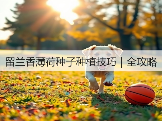 留兰香薄荷种子种植技巧｜全攻略