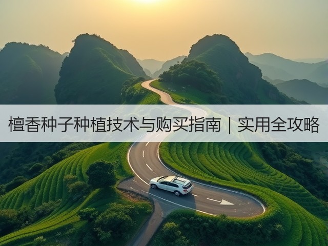 檀香种子种植技术与购买指南｜实用全攻略