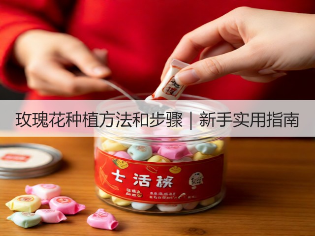 玫瑰花种植方法和步骤｜新手实用指南