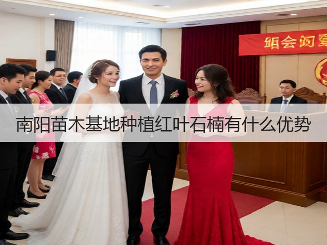 南阳苗木基地种植红叶石楠有什么优势 南阳苗木基地种植红叶石楠有什么优势