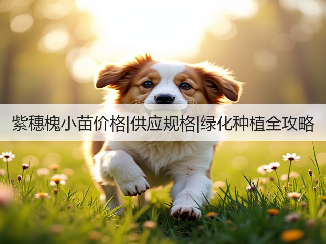 紫穗槐小苗价格|供应规格|绿化种植全攻略