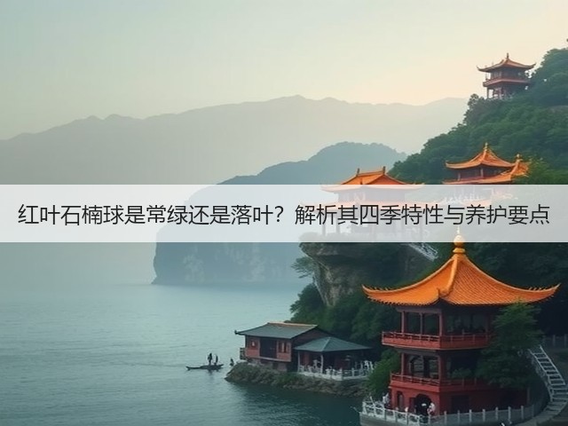红叶石楠球是常绿还是落叶?解析其四季特性与养护要点 红叶石楠球是常绿还是落叶?解析其四季特性与养护要点