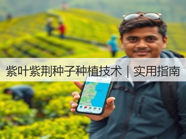 紫叶紫荆种子种植技术｜实用指南