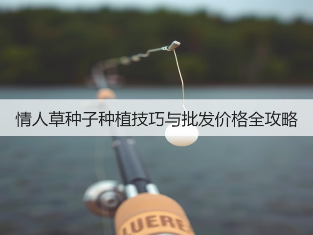 情人草种子种植技巧与批发价格全攻略