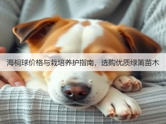 海桐球价格与栽培养护指南，选购优质绿篱苗木