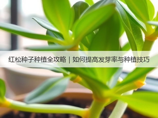 红松种子种植全攻略｜如何提高发芽率与种植技巧