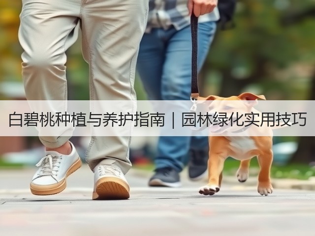 白碧桃种植与养护指南｜园林绿化实用技巧