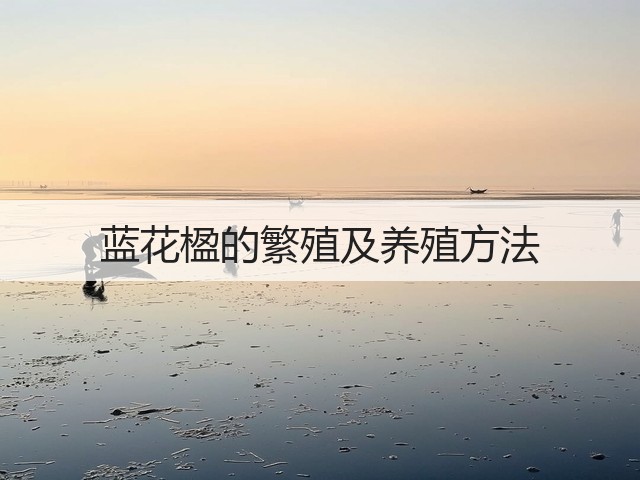蓝花楹的繁殖及养殖方法 蓝花楹的繁殖及养殖方法