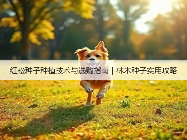 红松种子种植技术与选购指南｜林木种子实用攻略