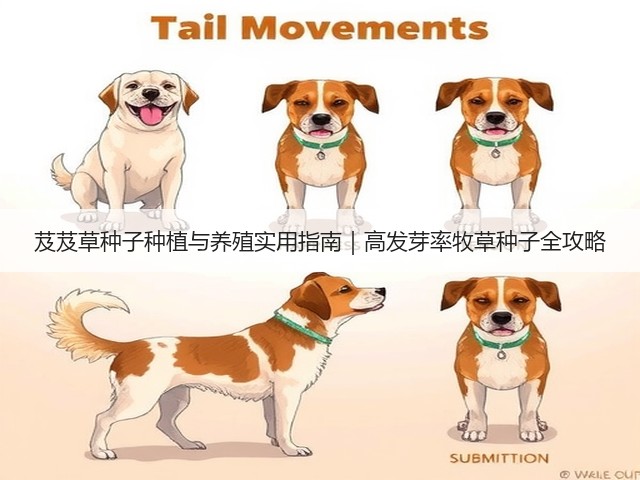 芨芨草种子种植与养殖实用指南｜高发芽率牧草种子全攻略