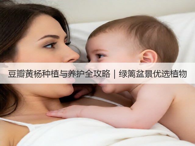 豆瓣黄杨种植与养护全攻略｜绿篱盆景优选植物