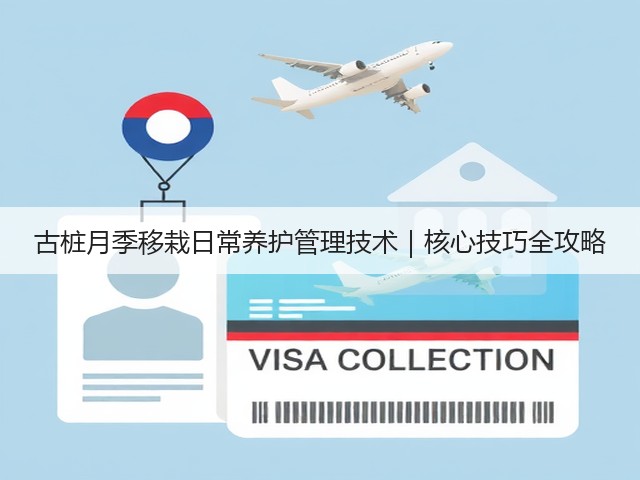 古桩月季移栽日常养护管理技术|核心技巧全攻略 古桩月季移栽日常养护管理技术|核心技巧全攻略
