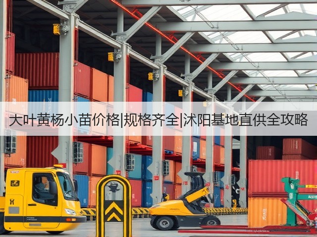 大叶黄杨小苗价格|规格齐全|沭阳基地直供全攻略 大叶黄杨小苗价格|规格齐全|沭阳基地直供全攻略