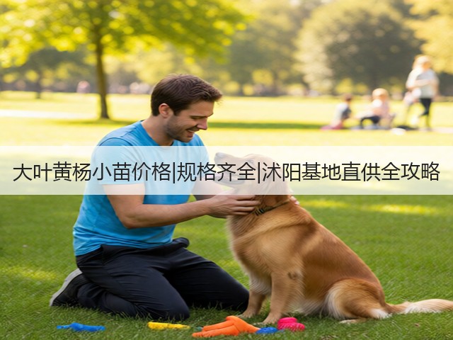 大叶黄杨小苗价格|规格齐全|沭阳基地直供全攻略 大叶黄杨小苗价格|规格齐全|沭阳基地直供全攻略