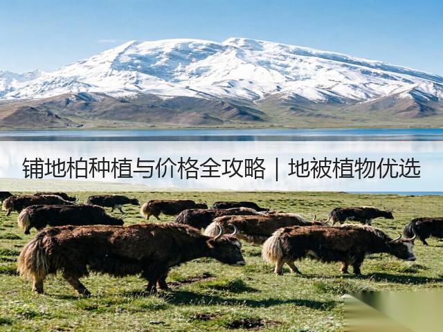 铺地柏种植与价格全攻略｜地被植物优选