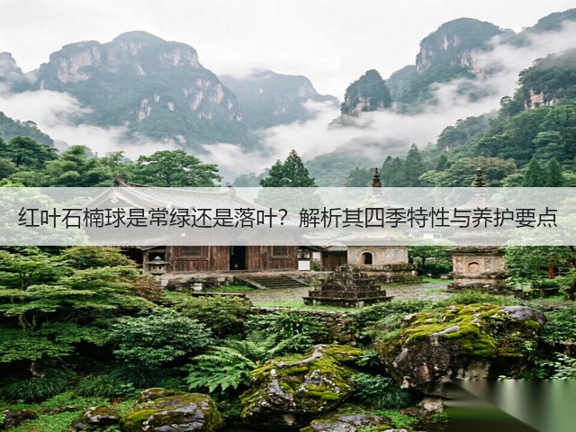 红叶石楠球是常绿还是落叶?解析其四季特性与养护要点 红叶石楠球是常绿还是落叶?解析其四季特性与养护要点