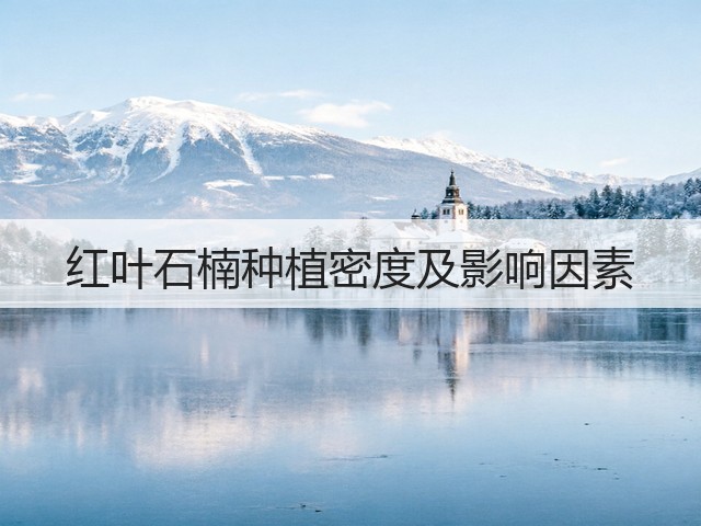 红叶石楠种植密度及影响因素 红叶石楠种植密度及影响因素