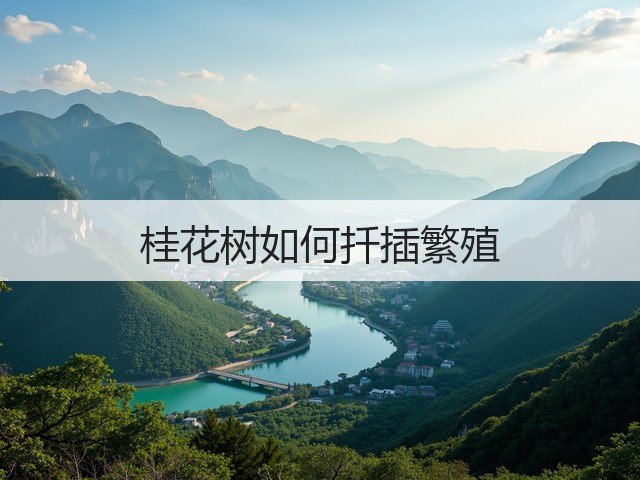 桂花树如何扦插繁殖 桂花树如何扦插繁殖