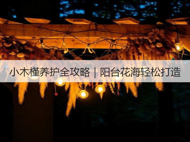小木槿养护全攻略|阳台花海轻松打造 小木槿养护全攻略|阳台花海轻松打造