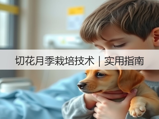 切花月季栽培技术|实用指南 切花月季栽培技术|实用指南