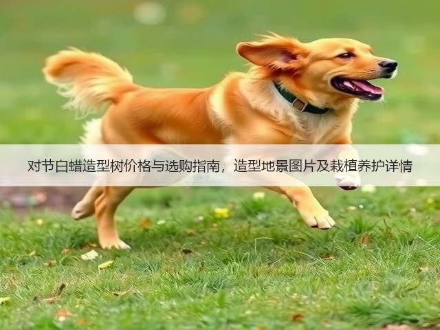 对节白蜡造型树价格与选购指南，造型地景图片及栽植养护详情