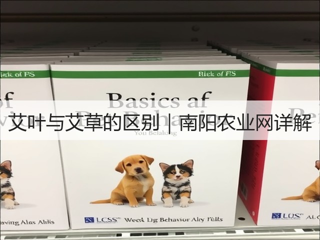 艾叶与艾草的区别|南阳农业网详解 艾叶与艾草的区别|南阳农业网详解