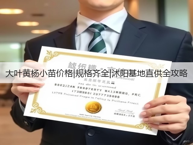 大叶黄杨小苗价格|规格齐全|沭阳基地直供全攻略 大叶黄杨小苗价格|规格齐全|沭阳基地直供全攻略