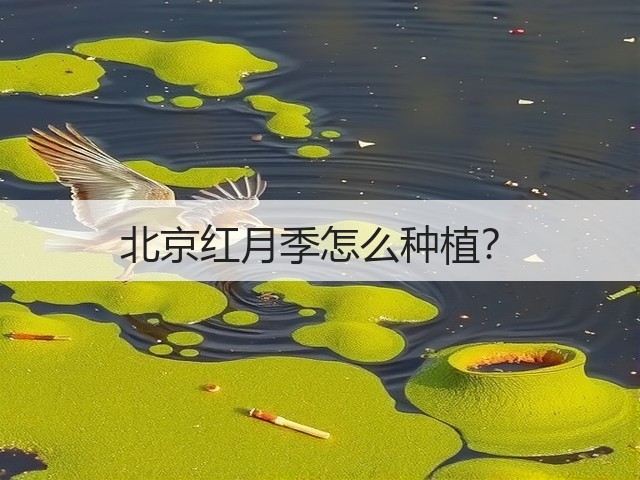 北京红月季怎么种植? 北京红月季怎么种植?