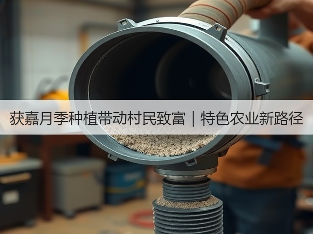 获嘉月季种植带动村民致富|特色农业新路径 获嘉月季种植带动村民致富|特色农业新路径