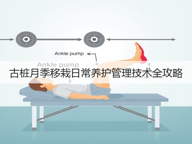 古桩月季移栽日常养护管理技术全攻略 古桩月季移栽日常养护管理技术全攻略